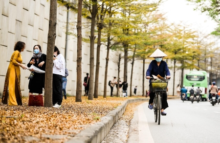 Check-in 'con đường lá vàng' mới nổi ở Hà Nội